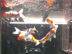 -浩运·海鲜青岛菜·海胆水饺(石老人店)