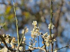 -广州市流溪河国家森林公园