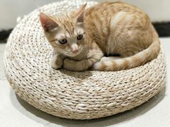 -藏猫猫咖啡主题馆(中央大道店)