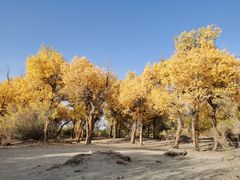 -金塔沙漠胡杨林景区