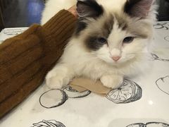 -吉丁鸟咖·异宠·寄养