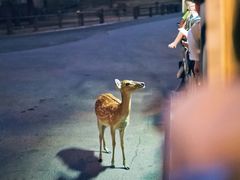 -清迈夜间动物园