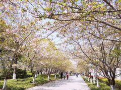 -高东镇樱花园