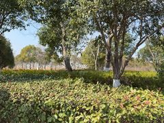 -采石矶景区