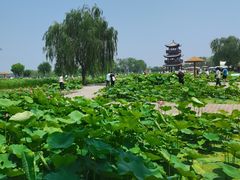 -白洋淀风景区