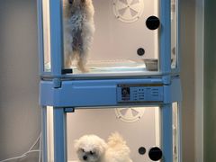 -翊宠yipet猫狗购宠庄园犬舍•猫舍