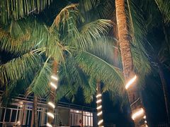 -东郊椰林