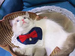 -猫十亿·布偶金渐层·曼基康矮脚猫舍(青年路店)