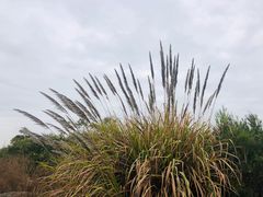 -芒洲湿地公园