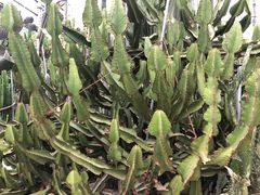 -南山植物园