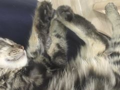 -李小姐の猫咖啡馆(五角场店)