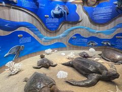 -广东惠东海龟国家级自然保护区