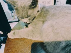 -猫色咖啡·猫咖