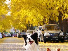 -三里屯东五街银杏大道