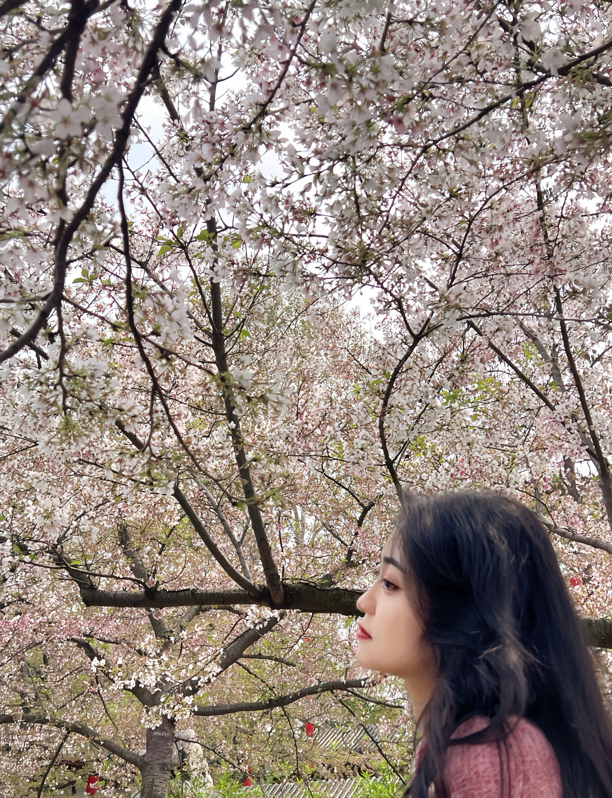 樱花树下 站谁都美