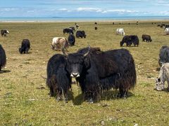 -青海湖国家重点风景名胜区