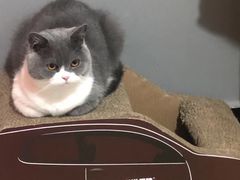 -瑞鹏宠物医院·猫科·宠保定点(梅溪湖分院)