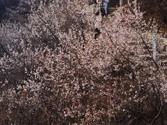 -北京凤凰岭