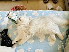 -柚子猫舍·精品猫舍购猫·猫咪认养·购宠·宠物店