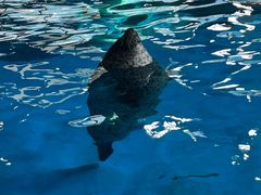 -海合安武汉极地海洋公园