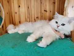 -猫在这儿猫咪咖啡馆·撸猫馆
