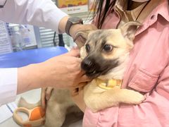 -pd派德宠物中心医院24H急重症·眼科中心·血液透析中心(嵩山北路店)