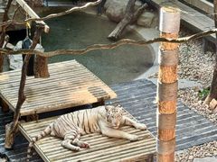 -麒麟中餐厅·经典粤菜·地道菜式老字号(广州长隆酒店)