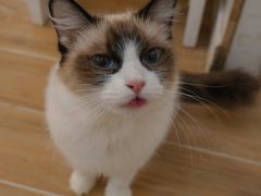 -李小姐の猫咖啡馆(五角场店)