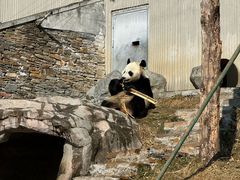 -卧龙中华大熊猫苑神树坪基地