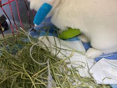 -爱侣宠医·鹦鹉专科·小型哺乳类·异宠专科(灵石路店)