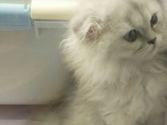 -喵的天空名猫咖啡馆·撸猫·猫舍·用品