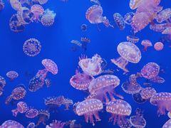 -江和美海洋公园