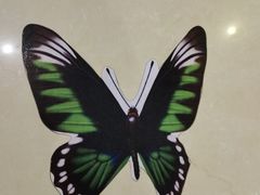 -上海昆虫博物馆