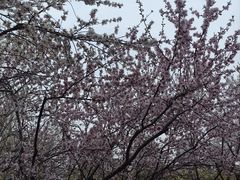 -桃花堤公园