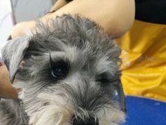 -瑞派宠物医院·24小时骨科·心脏·核磁(哈尔滨南岗店)