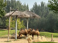 -北京野生动物园