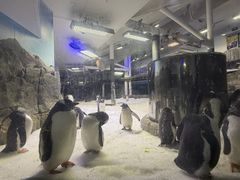-悉尼海洋生物水族馆