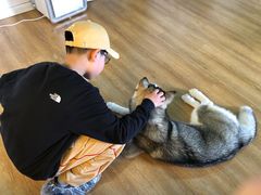 -Husky Go! 哈士奇体验馆·宠物咖啡厅狗咖