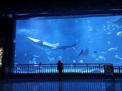 -烟台海昌鲸鲨海洋公园