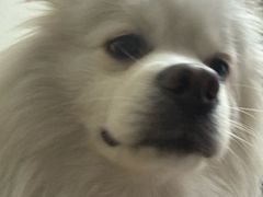 -天使宠物医院·犬猫分诊(彩虹店)