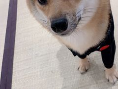 -逗柴咖啡屋·狗咖猫咖宠物桌游