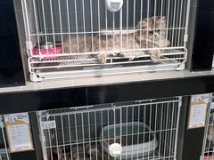 -翊宠yipet猫狗购宠庄园犬舍•猫舍