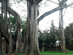 -瑞丽独树成林风景区