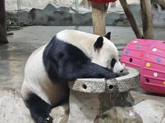 -栾川竹海野生动物园