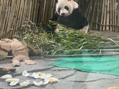 -泉州海丝野生动物世界