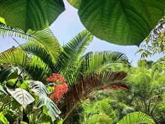 -中国科学院西双版纳热带植物园