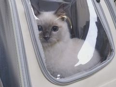 -关爱宠物医院·猫科中心·消化科(滨湖万达分院)