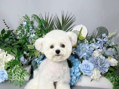 -BABIT巴比特宠物(MOMOPARK店)