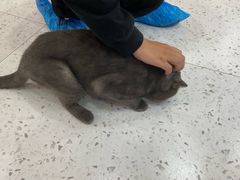 -喵园·猫主题咖啡厅·撸猫·猫咖(国贸店)