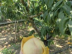 -老袁家蜜桃农场·阳山水蜜桃